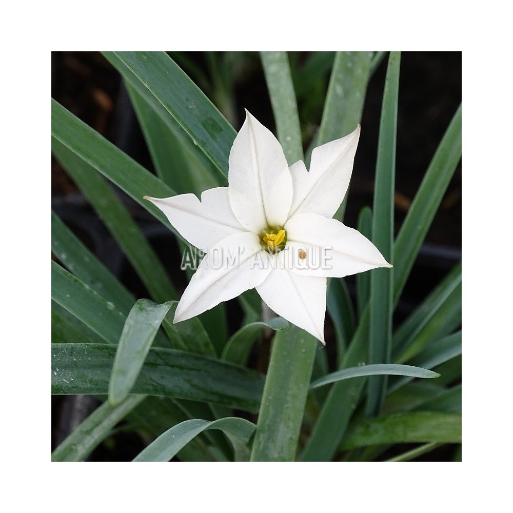 Ail des Incas à fleurs blanches
