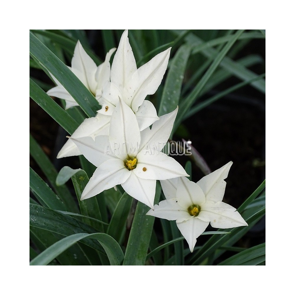 Ail des Incas à fleurs blanches