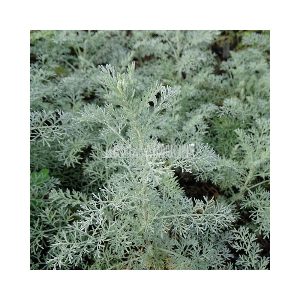 Armoise du Valais bio, Artemisia vallesiaca. Arom'antique, aromatiques