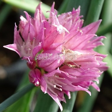 Ciboulette à fleurs roses, Allium schoenoprasum 'Forescate'. 2