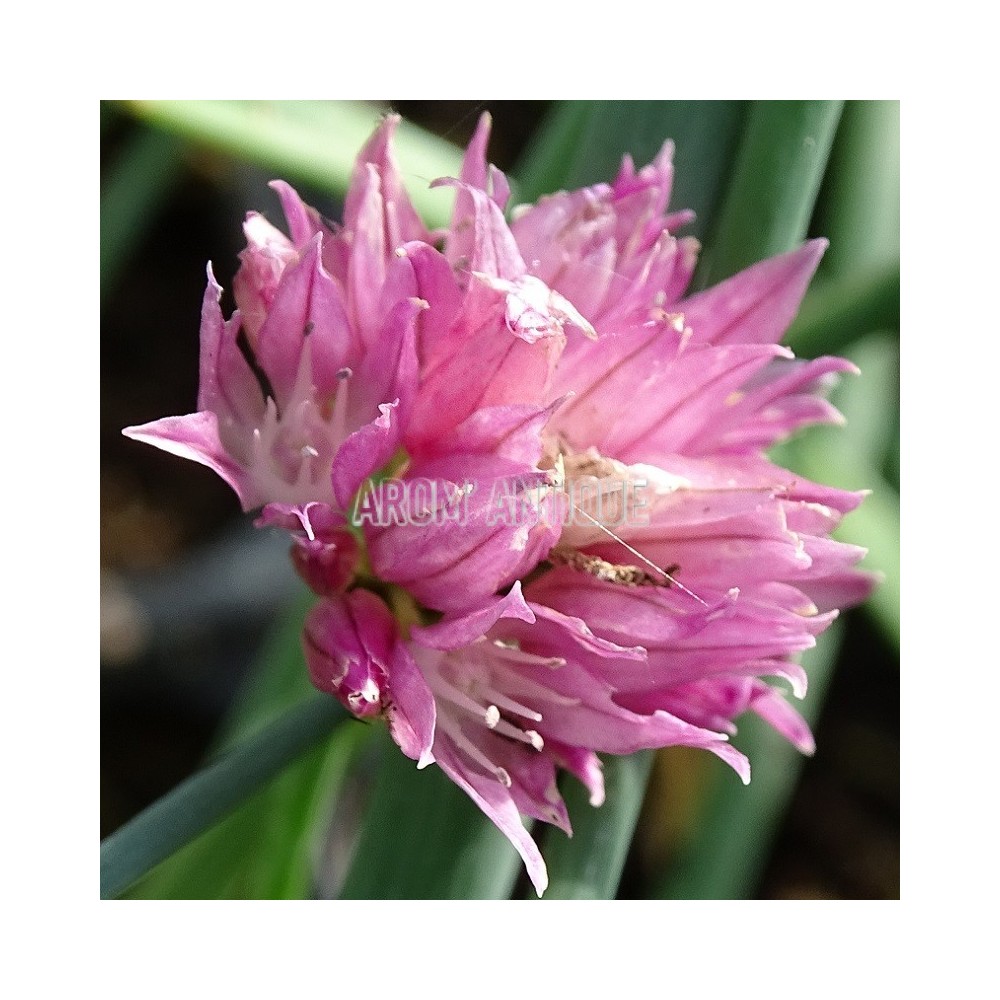 Ciboulette rose