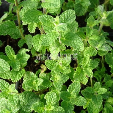 Menthe fraise 2