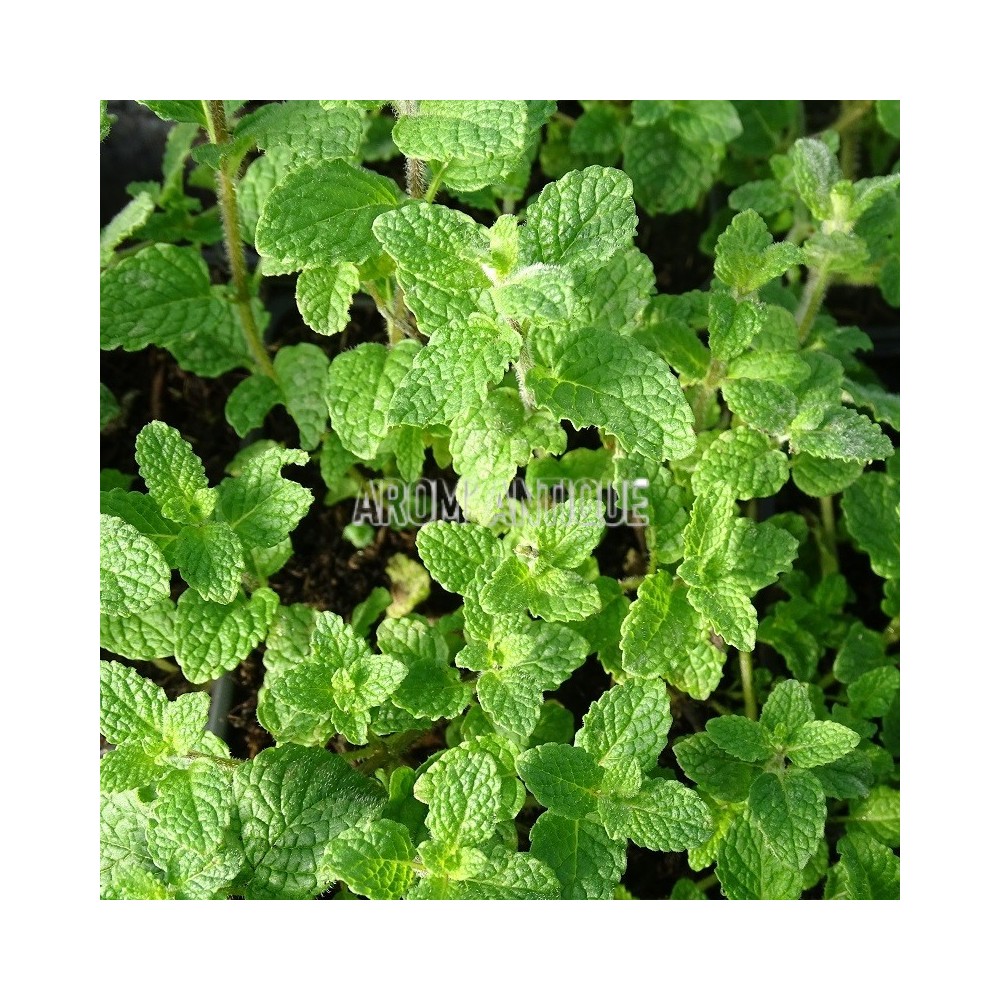 Menthe fraise