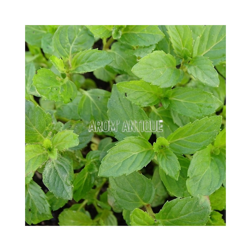 Menthe suisse