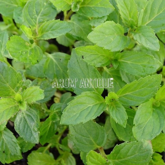 Menthe suisse