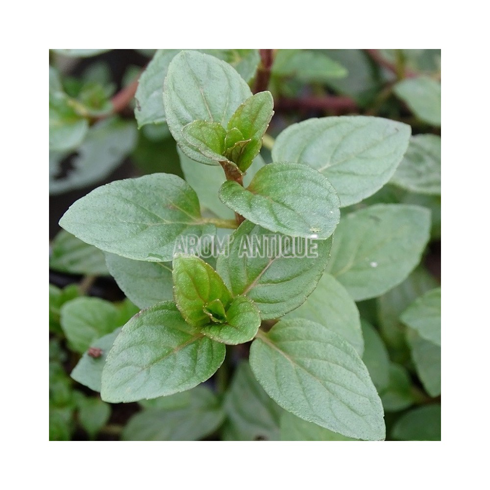 Menthe glaciale