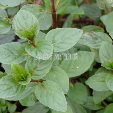 Menthe glaciale 2