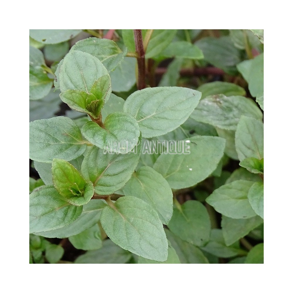 Menthe glaciale