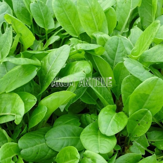 Oseille vierge