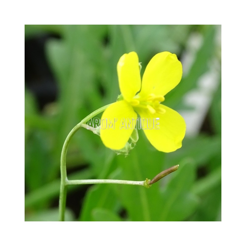 Roquette vivace