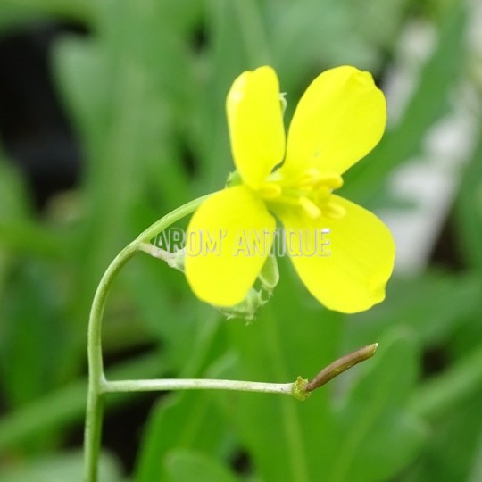 Roquette vivace
