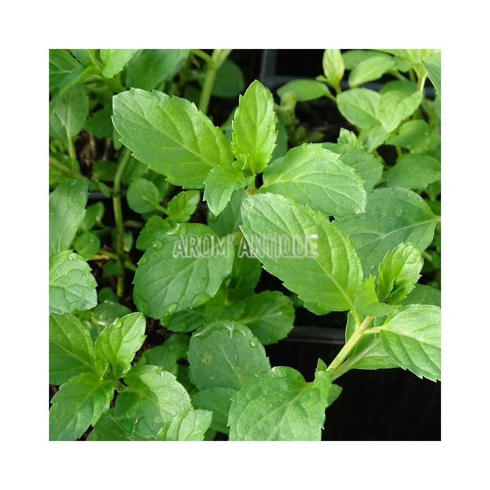 Menthe de Yakima