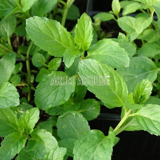 Menthe de Yakima
