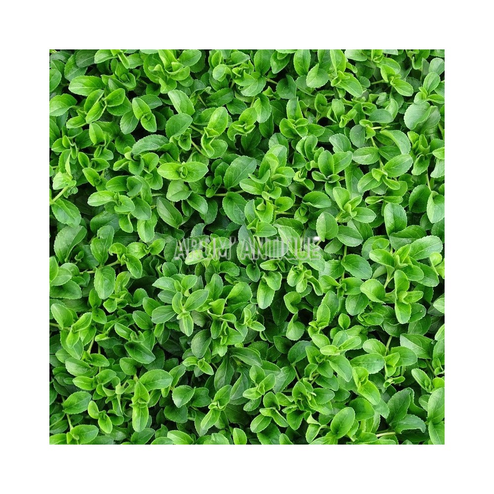 Véronique officinale
