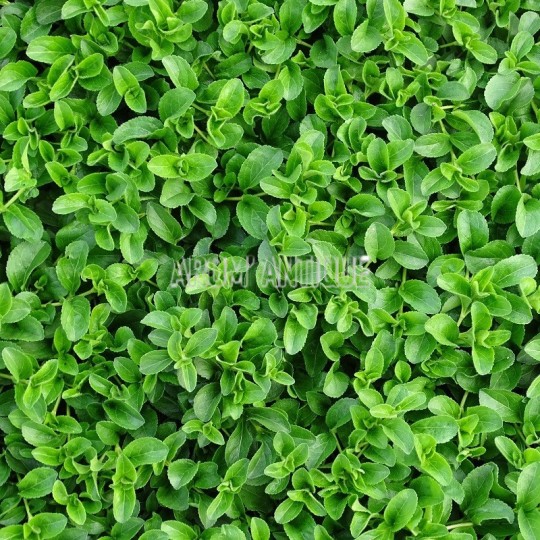 Véronique officinale