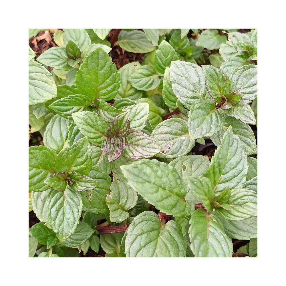 Menthe réglisse