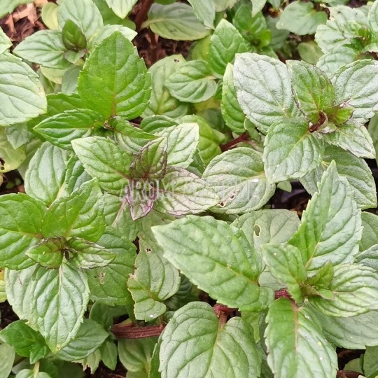 Menthe réglisse