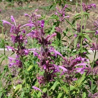 Agastache mexicaine Bio