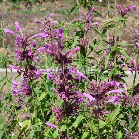 Agastache mexicaine bio, agastache mexicana. Arom'antique.
