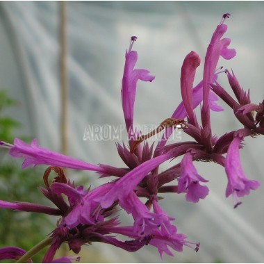 Agastache mexicaine bio, agastache mexicana. Arom'antique. 2