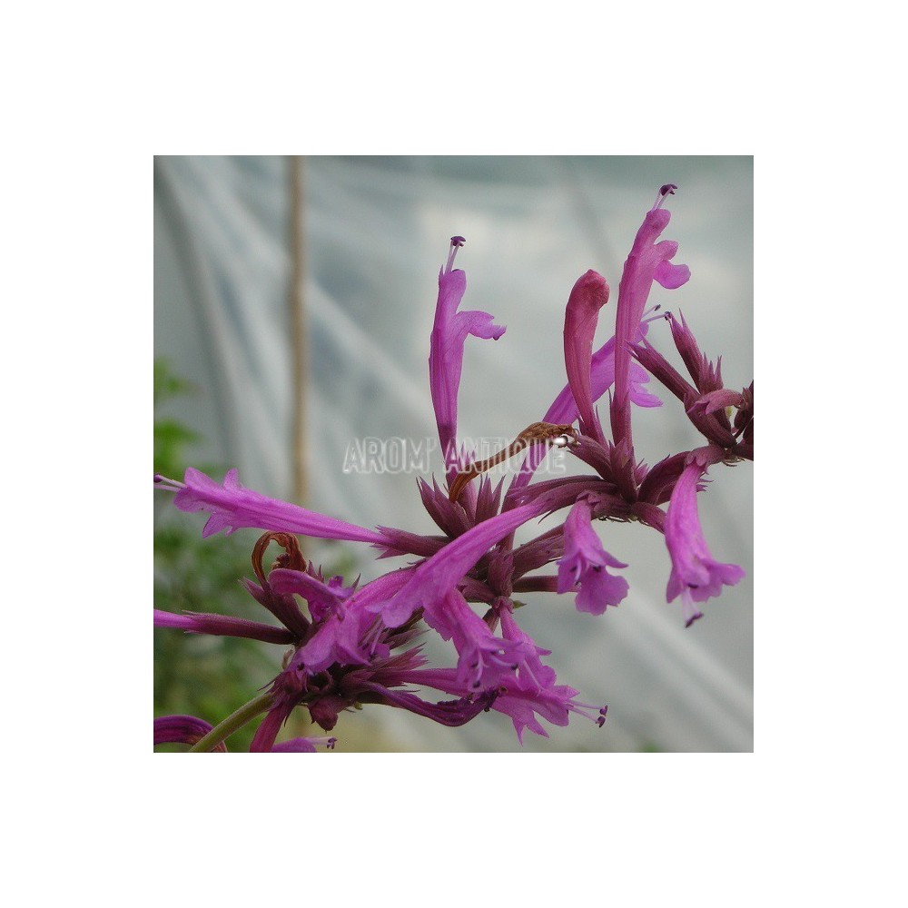 Agastache mexicaine bio, agastache mexicana. Arom'antique.