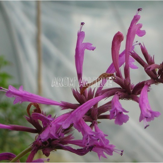 Agastache mexicaine bio, agastache mexicana. Arom'antique.