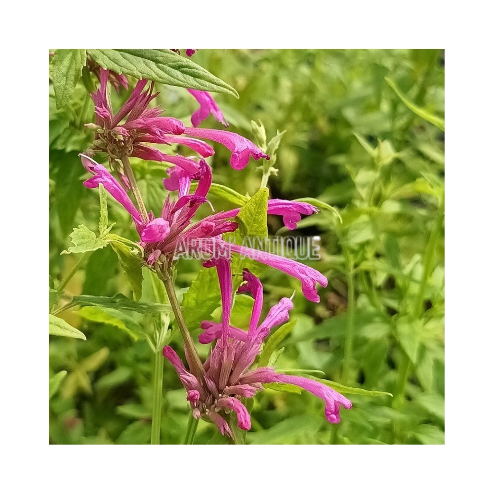 Agastache mexicaine bio, agastache mexicana. Arom'antique.