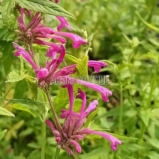 Agastache mexicaine bio, agastache mexicana. Arom'antique.