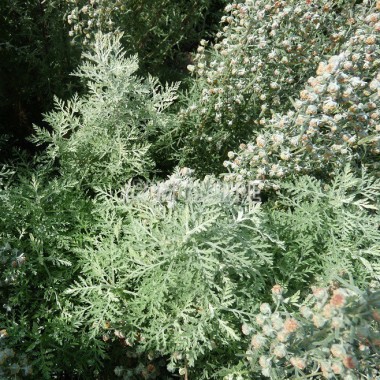 Absinthe romaine bio, petite absinthe, Artemisia pontica. Arom'antique 2