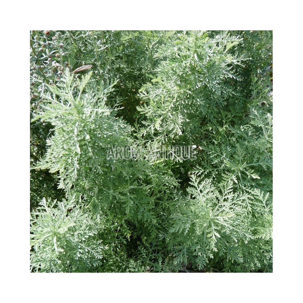 Absinthe romaine bio, petite absinthe, Artemisia pontica. Arom'antique