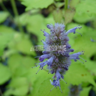 Agastache dorée Bio