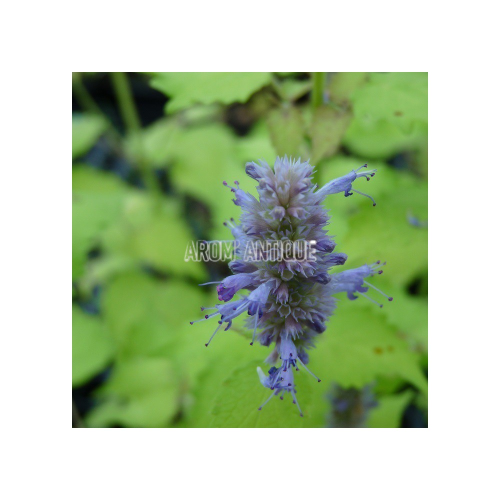 Agastache dorée bio, Agastache rugosa 'Golden Jubilee. Arom'antique.