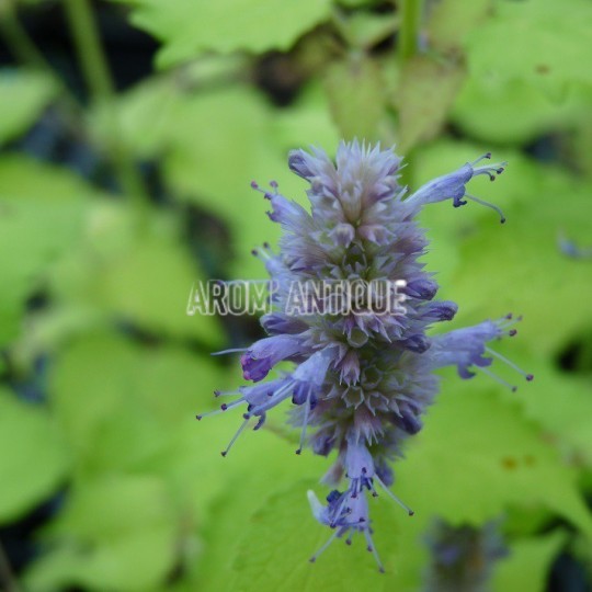 Agastache dorée bio, Agastache rugosa 'Golden Jubilee. Arom'antique.