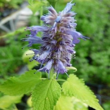 Agastache dorée bio, Agastache rugosa 'Golden Jubilee. Arom'antique. 2