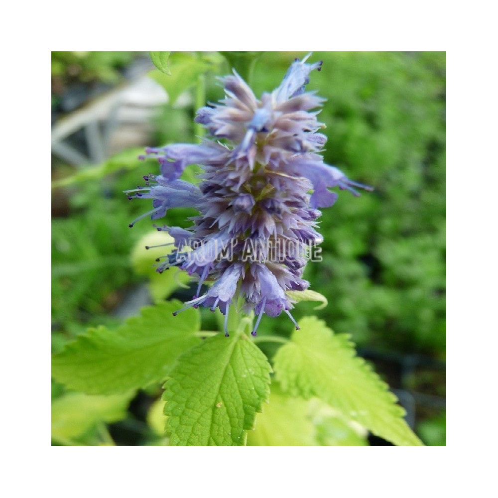 Agastache dorée bio, Agastache rugosa 'Golden Jubilee. Arom'antique.