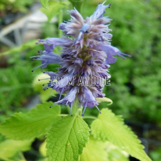 Agastache dorée bio, Agastache rugosa 'Golden Jubilee. Arom'antique.