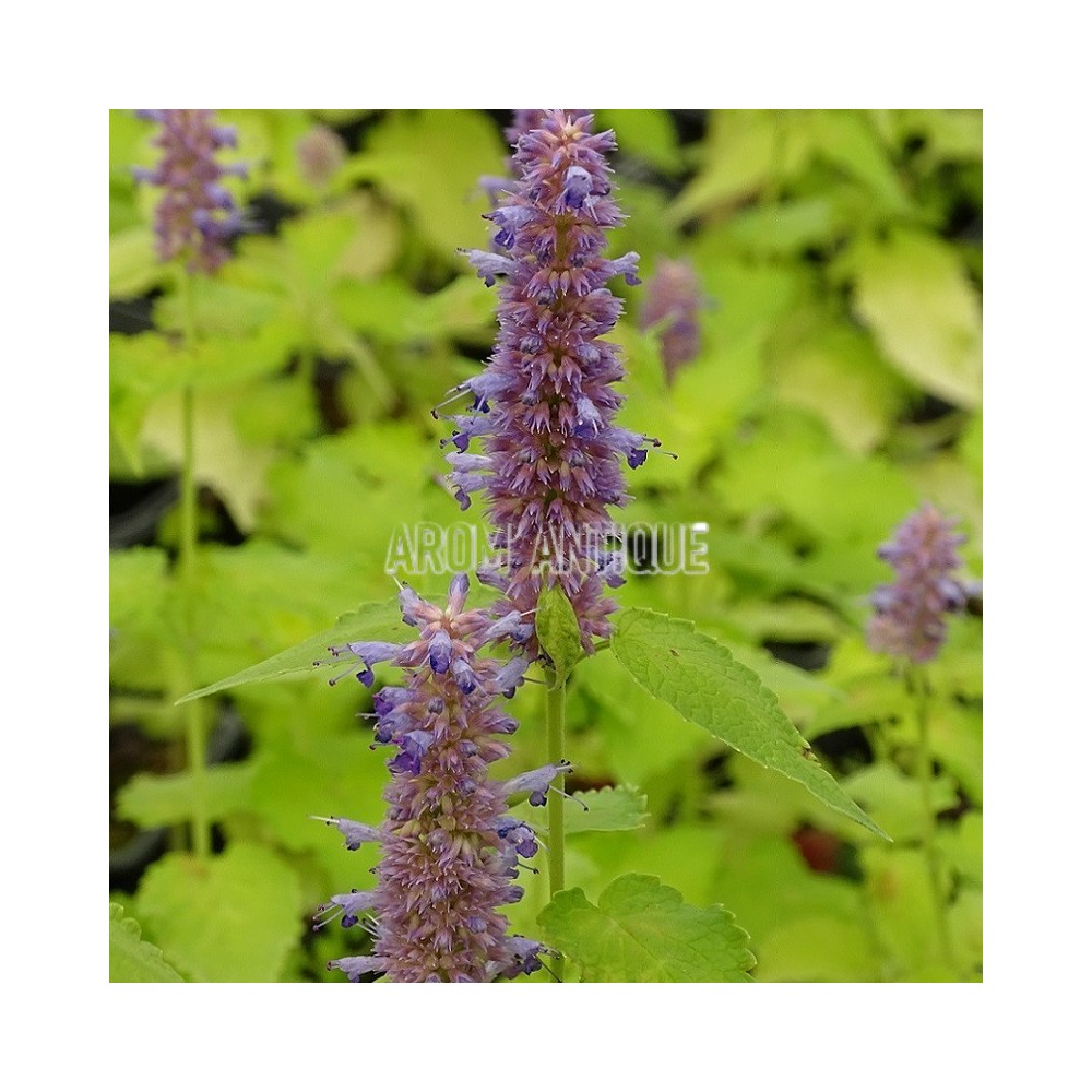 Agastache dorée bio, Agastache rugosa 'Golden Jubilee. Arom'antique.