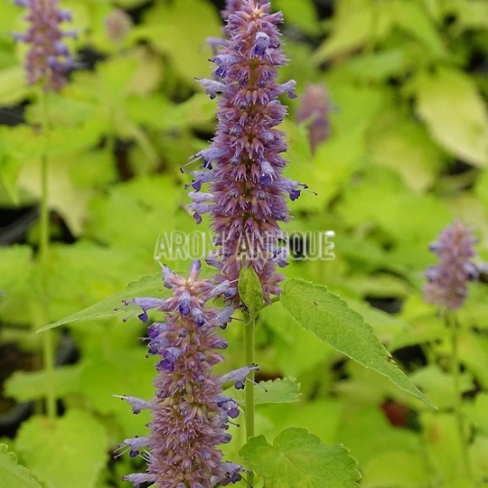 Agastache dorée bio, Agastache rugosa 'Golden Jubilee. Arom'antique.