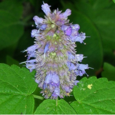 Agastache menthe Bio