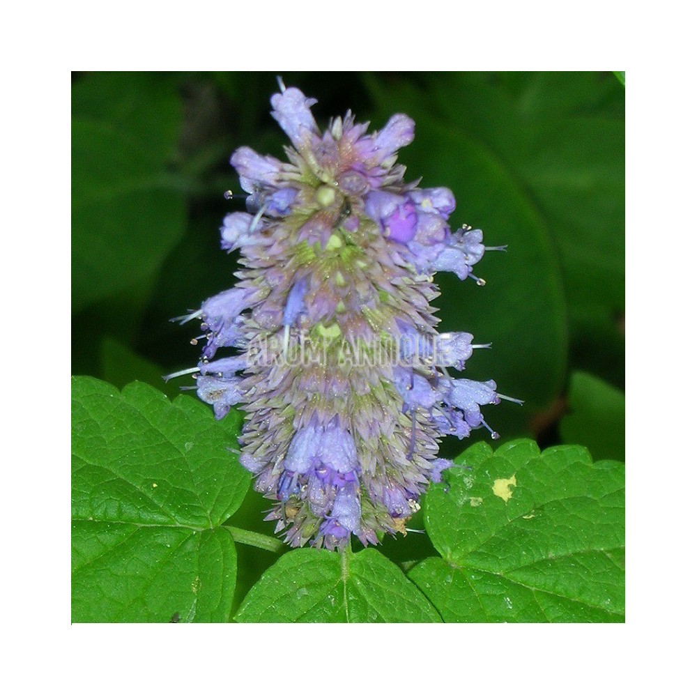Agastache mentholée bio, Agastache rugosa, Arom'antique.