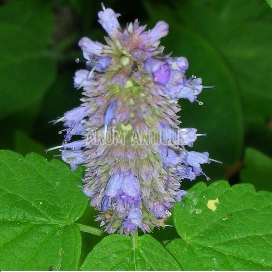 Agastache mentholée bio, Agastache rugosa, Arom'antique.