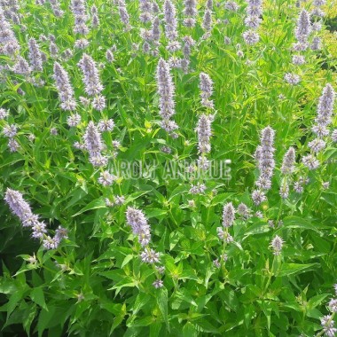 Agastache mentholée bio, Agastache rugosa, Arom'antique. 2