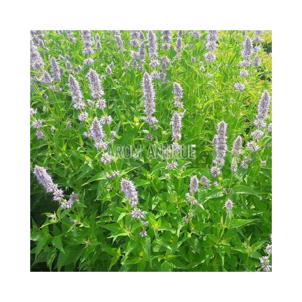 Agastache mentholée bio, Agastache rugosa, Arom'antique.