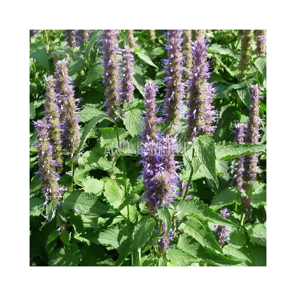 Agastache mentholée bio, Agastache rugosa, Arom'antique.