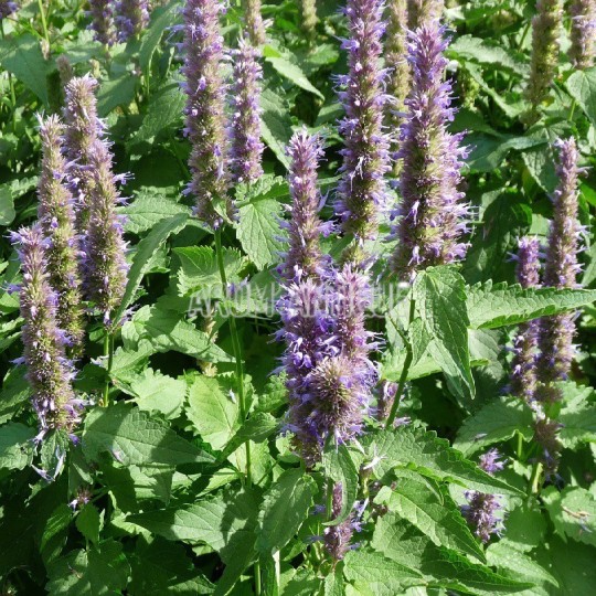 Agastache mentholée bio, Agastache rugosa, Arom'antique.