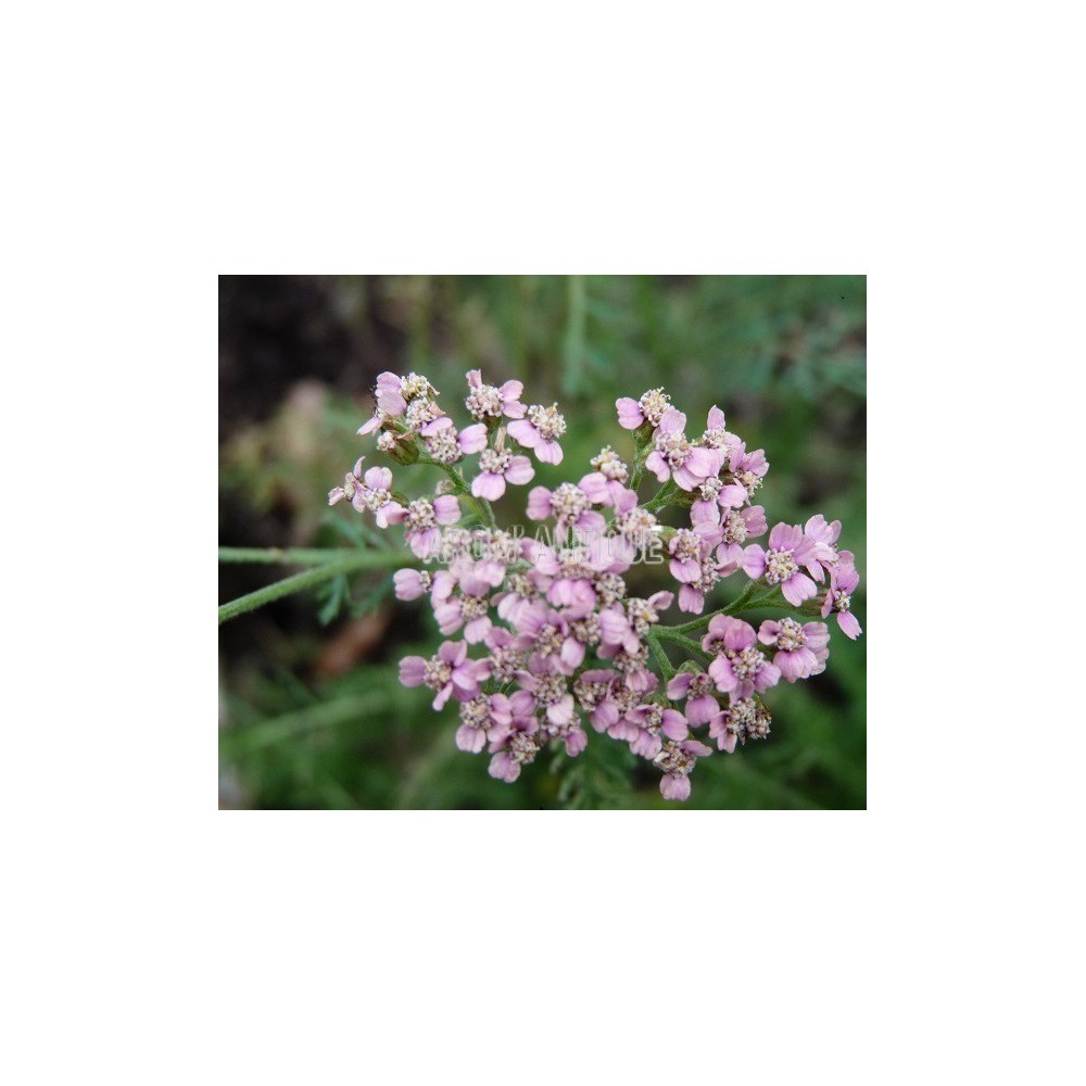 Achillée millefeuille 'Rose Madder' bio, Achillea m. 'Rose Madder'