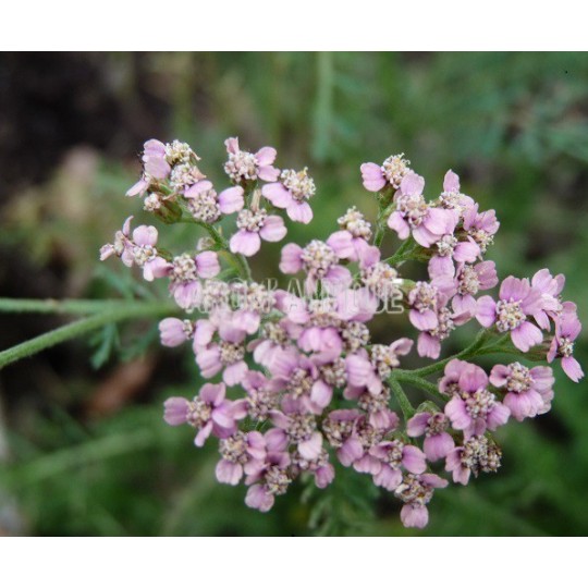 Achillée millefeuille 'Rose Madder' bio, Achillea m. 'Rose Madder'