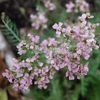 Achillée millefeuille 'Rose Madder' Bio