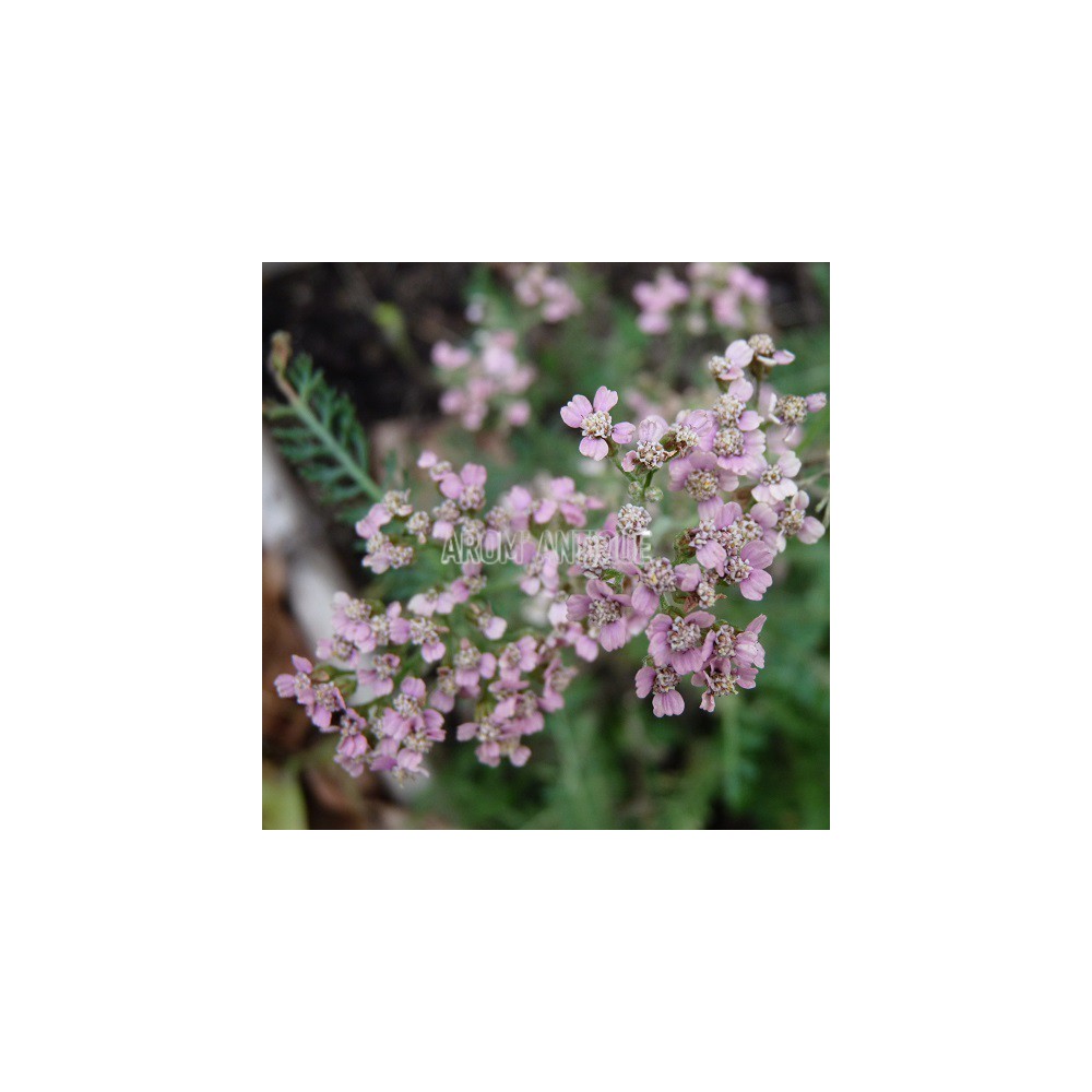 Achillée millefeuille 'Rose Madder' bio, Achillea m. 'Rose Madder'