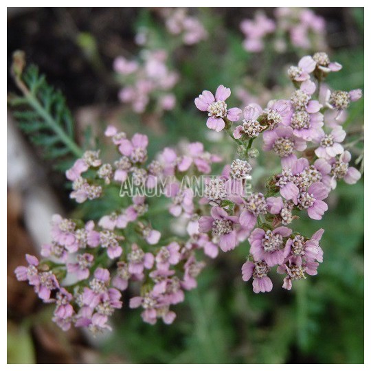 Achillée millefeuille 'Rose Madder' bio, Achillea m. 'Rose Madder'